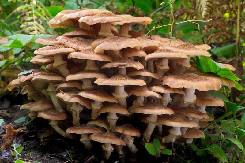 Ранние весенние грибы.