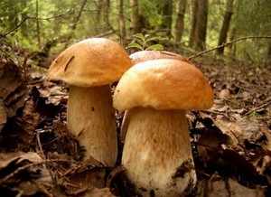 Советы по сбору грибов