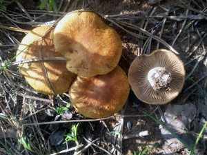 Разновидности грибов в Самарской области