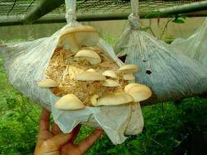 Виды грибов выращенные в домашних условиях
