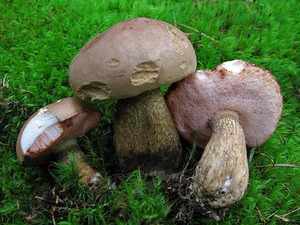 Ложные белые грибы