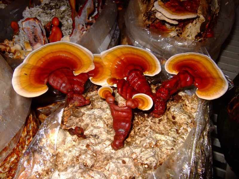 Полезные свойства гриба 
