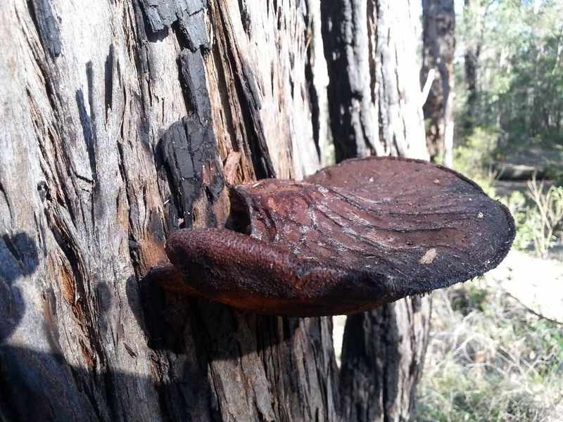Название грибов растущих на деревьях
