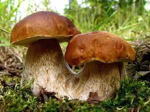 Польский гриб