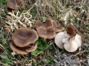 Какие грибы съедобные