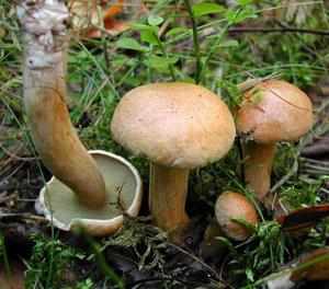Ложные грибы маслята