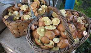 Сбор грибов маслят