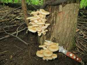 Какие грибы можно употреблять 