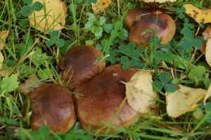 Какие грибы растут в лесах Ленинградской области