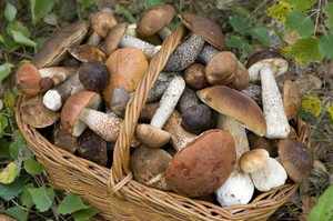 Сбор летних видов грибов в Краснодарском крае