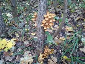 Какие грибы растут в сосновом бору 