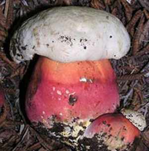 Ложный белый гриб