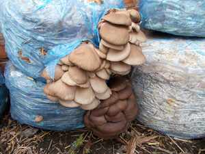Как правильно создать условия для выращивания грибов