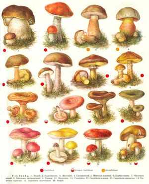 Группы грибов таблица 