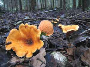 Лисичка род грибов 