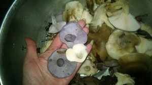 Как очистить грибы рядовки 