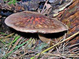 Характеристика гриба сапротроф