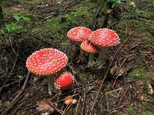 Ядовитые грибы в сосновом лесу