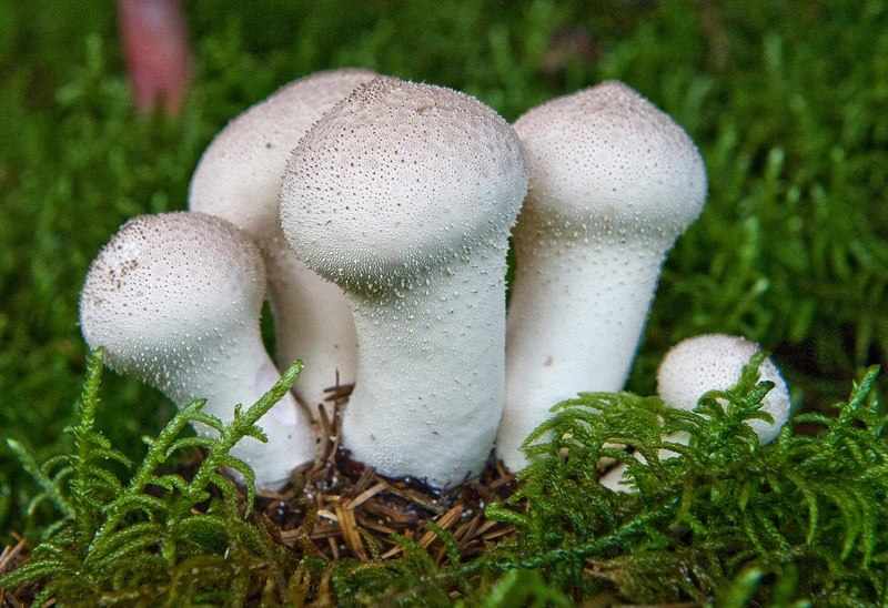 Съедобный гриб дождевик