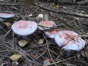 Ядовитые грибы Крыма.