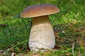 Белый гриб и его разновидности
