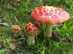 Ядовитые грибы Белорусии.