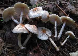 Ядовитый гриб парасолька