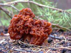 Какие грибы растут в лесах Самарской области