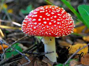 Ядовитые грибы в лесу