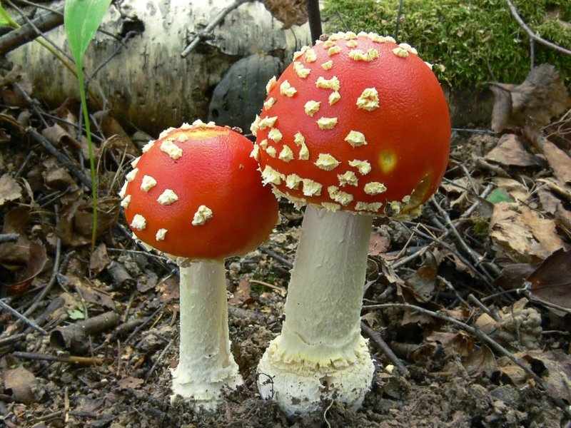 Ядовитые грибы и их разновидности