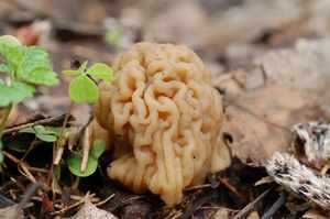 Меры предосторожности при употреблении грибов сморчков