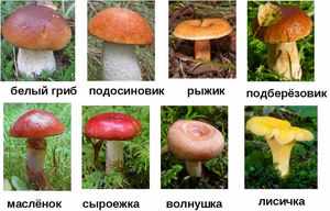  категории грибов по съедобности