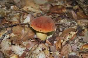 Съедобные грибы волгоградской области