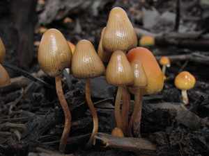 Псилоцибиновый гриб