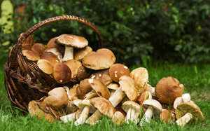 Ядовитые виды грибов в Краснодарском крае
