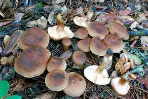 Виды и сорта грибов Крыма