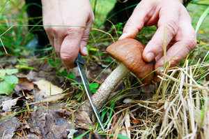 Инструменты для сбора урожая грибов