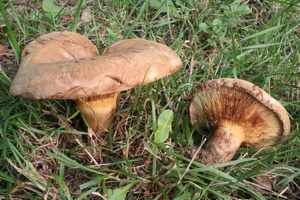 Свинушка: описание гриба