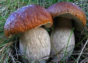 Белый гриб (боровик): полезные свойства
