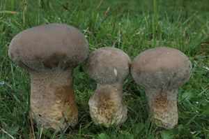 Как определить гриб дождевик