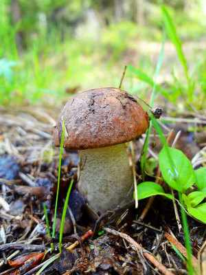 Полезные свойства гриба