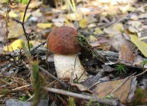 Какие места в лесах в Ленинградской области самые грибные 
