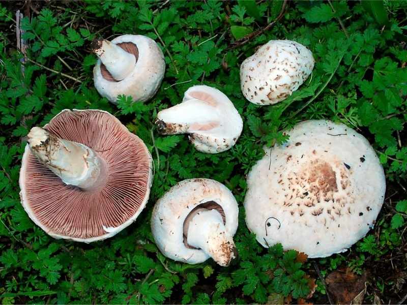 Чем полезны грибы шампиньоны