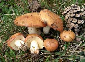 Симптомы отравления грибами.