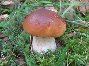 Где насобирать грибы
