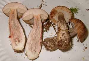 Ложный белый гриб: его виды и отличительные черты