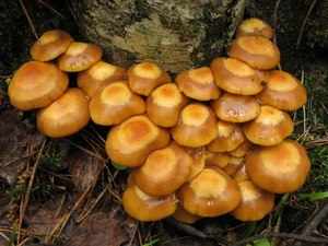 Описание грибов 