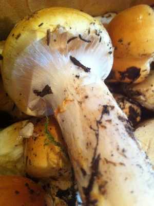 Как готовить грибы паутинники
