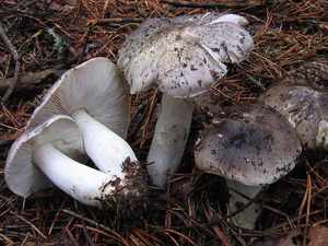 Внешний вид и описание гриба серушка