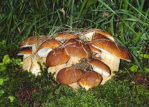 Что необходимо взять с собой в поход за грибами